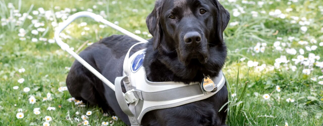 Ein schwarzer Blindenführhund liegt auf einer Wiese. Er trägt ein Führgeschirr.