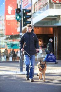 Junger Mann überquert mit Blindenhund eine Straße mit Ampel.